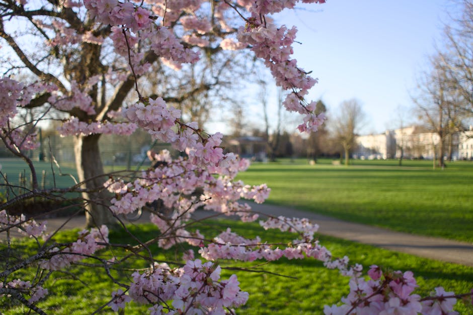 A close-up of a cherry blossom tree with clusters of light pink flowers and dark brown branches, set against a park scene with vibrant green grass, paved pathways, and a clear blue sky in the backgrou
